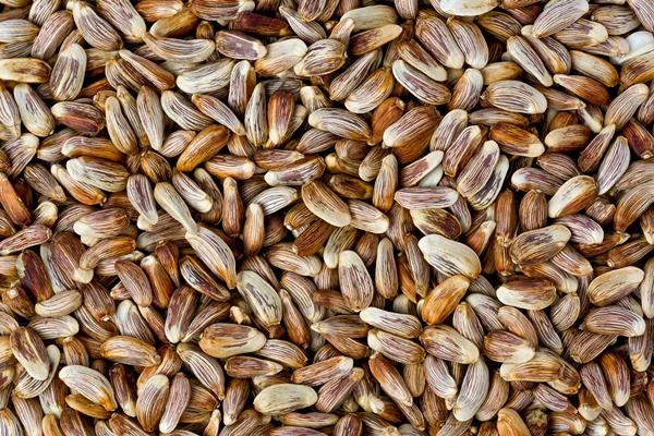 India's Safflower Seed Export Rises by 2%, Reaching $1.8 Million in 2023